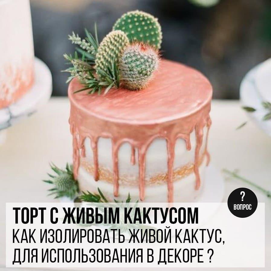 Торт с живым кактусом: Как изолировать живой кактус, для использования в декоре?